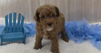 Cayden, a male Poodle - Miniature  for sale in Ozark, MO – 1 of 5