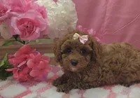 Molly , a female Poodle - Toy  for sale in Ozark, MO – 4 of 6
