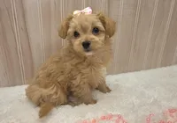 Febe, a female Chipoo for sale in Ozark, MO – Photo 4 of 8