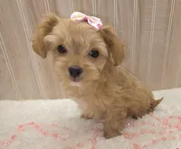 Febe, a female Chipoo for sale in Ozark, MO – Photo 7 of 8