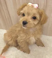 Febe, a female Chipoo for sale in Ozark, MO – Photo 8 of 8