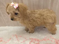 Febe, a female Chipoo for sale in Ozark, MO – Photo 6 of 8