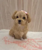 Febe, a female Chipoo for sale in Ozark, MO – Photo 5 of 8