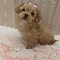 Febe, a female Chipoo for sale in Ozark, MO – Photo 2 of 8