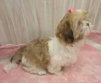 Molly , a female Shih Tzu for sale in Ozark, MO – 5 of 9
