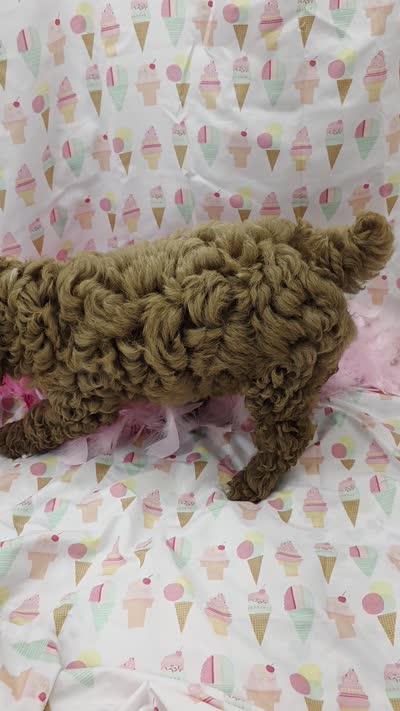 Nola, a female Poodle - Miniature  for sale in Ozark, MO – 7 of 7