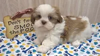 Shorty, a male Shih Tzu for sale in Ozark, MO – 5 of 10