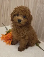 Rocky , a male Poodle - Toy  for sale in Ozark, MO – 3 of 6