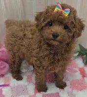 Gracie, a female Poodle - Toy  for sale in Ozark, MO – 2 of 6