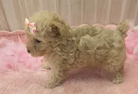 Sophia , a female Poodle - Toy  for sale in Ozark, MO – 2 of 6