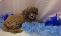 CHARLIE , a male Cavapoo for sale in Ozark, MO – 4 of 5