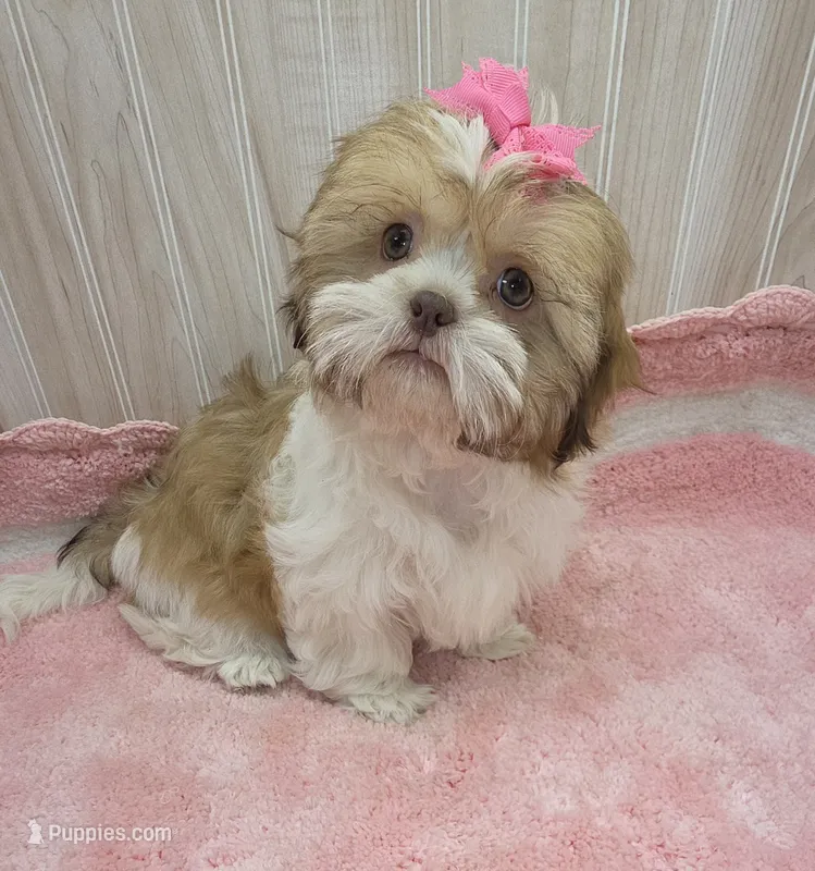 Molly  – Shih Tzu puppy for sale in Ozark, MO