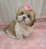 Molly , a female Shih Tzu for sale in Ozark, MO – 1 of 9