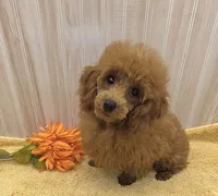 Jack, a male Poodle - Toy  for sale in Ozark, MO – 9 of 10