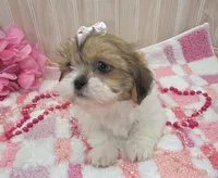 Tiny, a female Shih Tzu for sale in Ozark, MO – 3 of 6