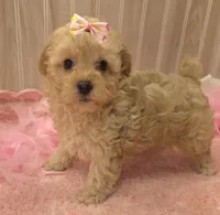 Sophia , a female Poodle - Toy  for sale in Ozark, MO – 3 of 6
