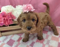 Suzie , a female Cavapoo for sale in Ozark, MO – 2 of 5