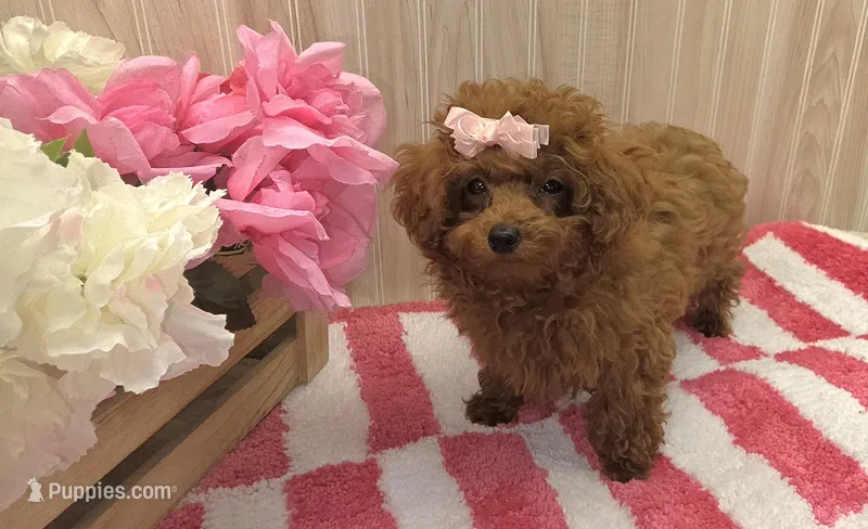 Annie  – Poodle - Toy  puppy for sale in Ozark, MO