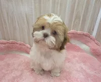 Molly , a female Shih Tzu for sale in Ozark, MO – 6 of 9