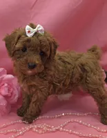 Gertrude , a female Poodle - Toy  for sale in Ozark, MO – 4 of 7