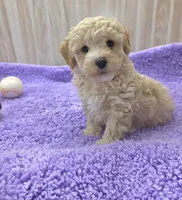 Dusty, a male Poodle - Toy  for sale in Ozark, MO – 6 of 6