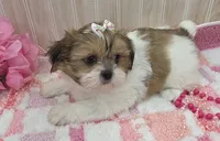 Tiny, a female Shih Tzu for sale in Ozark, MO – 2 of 6