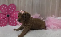 Trixie, a female Cavapoo for sale in Ozark, MO – 3 of 6