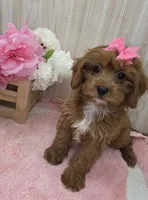 Maya, a female Cavapoo for sale in Ozark, MO – 3 of 7