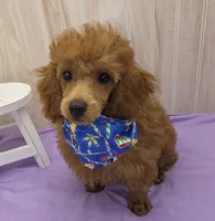 Jack, a male Poodle - Toy  for sale in Ozark, MO – 2 of 5