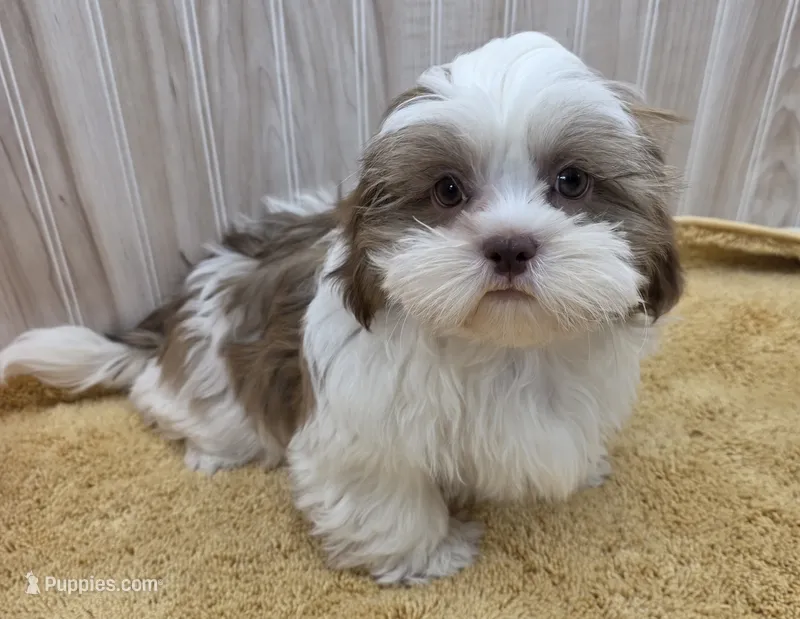Tony – Shih Tzu puppy for sale in Ozark, MO