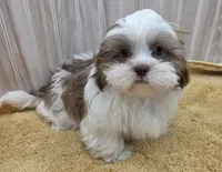 Tony, a male Shih Tzu for sale in Ozark, MO – 3 of 9
