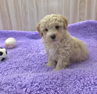 Dusty, a male Poodle - Toy  for sale in Ozark, MO – 5 of 6