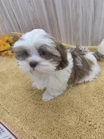 Tony, a male Shih Tzu for sale in Ozark, MO – 6 of 9