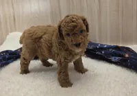 Cody, a male Poodle - Miniature  for sale in Ozark, MO – 2 of 5