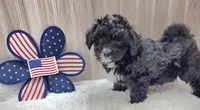 CHARLIE , a male Papillon and Poodle - Toy  for sale in Ozark, MO – 2 of 5
