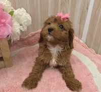 Maya, a female Cavapoo for sale in Ozark, MO – 2 of 7