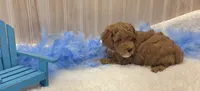 Cayden, a male Poodle - Miniature  for sale in Ozark, MO – 4 of 5