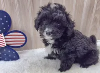CHARLIE , a male Poodle - Toy  for sale in Ozark, MO – 1 of 7