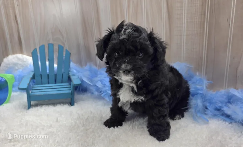 Sparky – Papillon puppy for sale in Ozark, MO