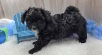 Sparky, a male Papillon for sale in Ozark, MO – 3 of 5