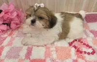 Tiny, a female Shih Tzu for sale in Ozark, MO – 6 of 6