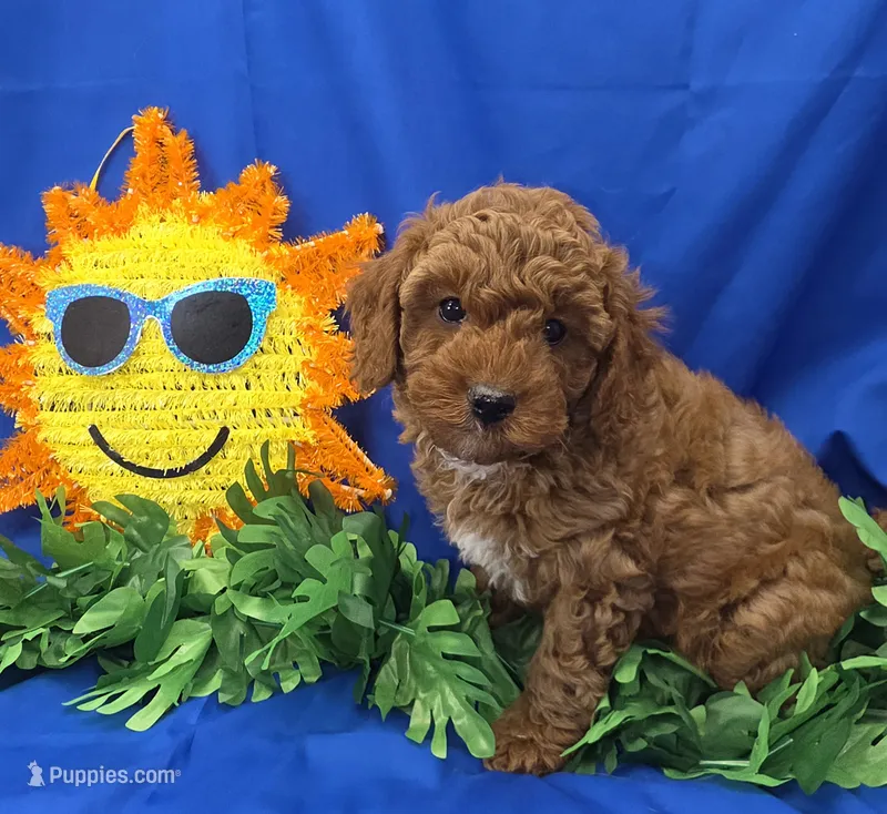 Dustin  – Cavapoo puppy for sale in Ozark, MO