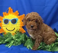Dustin , a male Cavapoo for sale in Ozark, MO – 2 of 5