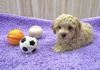Dusty, a male Poodle - Toy  for sale in Ozark, MO – 2 of 6
