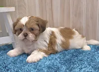 Dillan, a male Shih Tzu for sale in Ozark, MO – 5 of 10