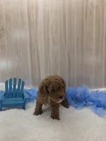 Cayden, a male Poodle - Miniature  for sale in Ozark, MO – 5 of 5