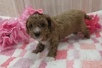 Daisy, a female Cavapoo for sale in Ozark, MO – 3 of 6