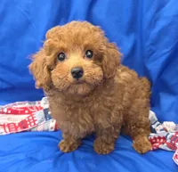 Jeffery , a male Poodle - Toy  for sale in Ozark, MO – 2 of 5