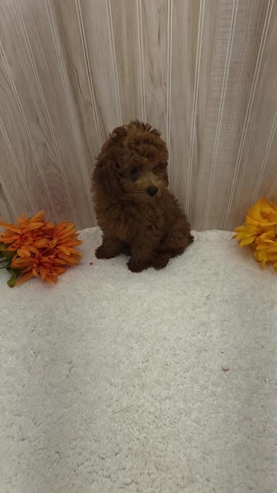 Rocky , a male Poodle - Toy  for sale in Ozark, MO – 6 of 6