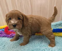 Freddy , a male Cavapoo for sale in Ozark, MO – 5 of 6